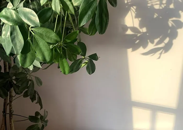 شقة Avec Vue